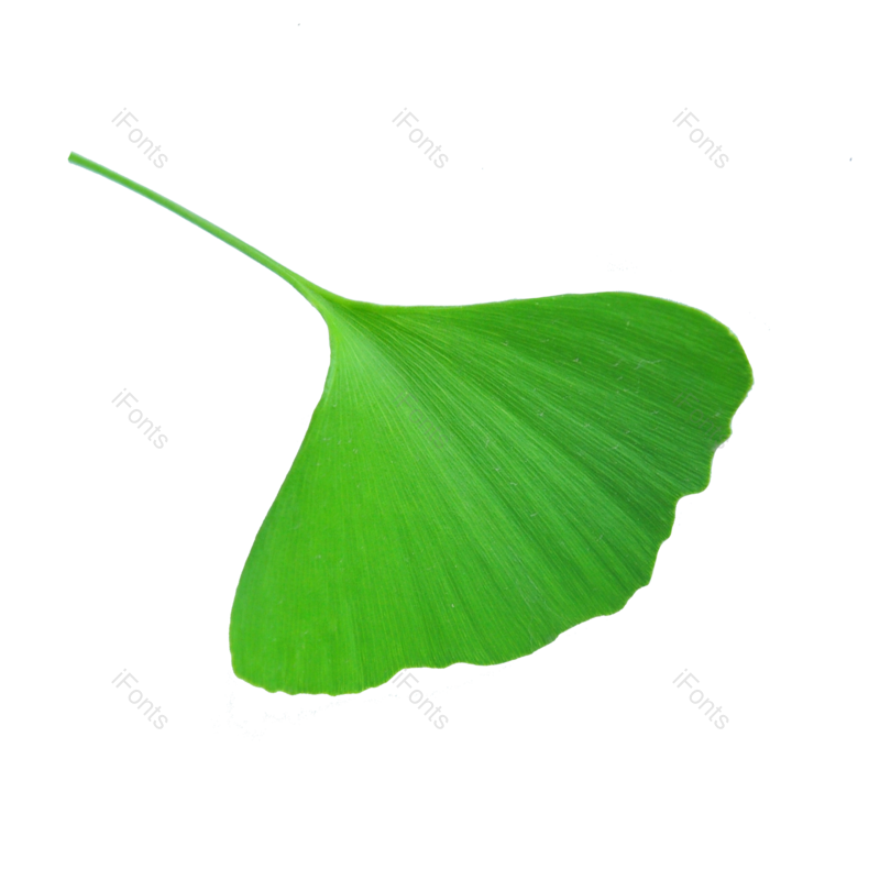 叶子图片,树叶元素,树枝PNG,绿植免抠素材