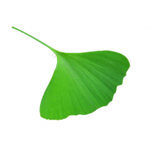 树叶 绿植 叶子 绿色的树叶 树枝 植物
