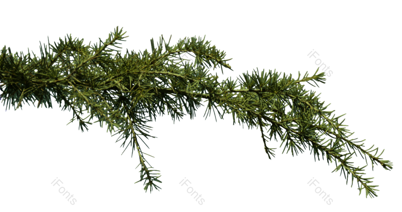 树木图片,植物元素,PNG,免抠素材