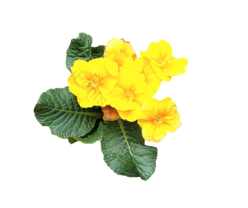 花 黄色 叶子 绿色 实拍 png 免抠素材
