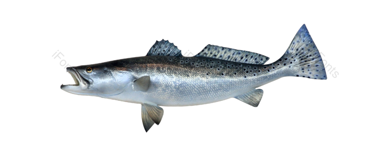 深海 海鲜 水产 鱼类 游泳 食物
