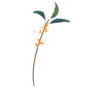 立秋 秋天 植物 桂花 手绘 元素 