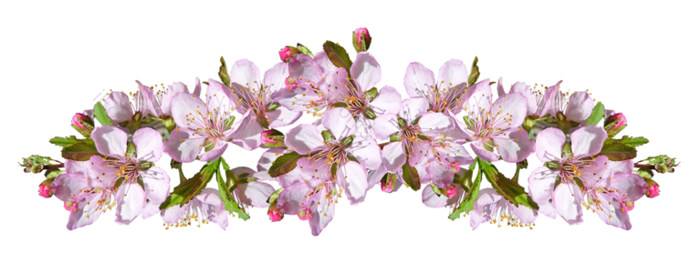 花朵 春天 素材 桃花 植物 果实 春季