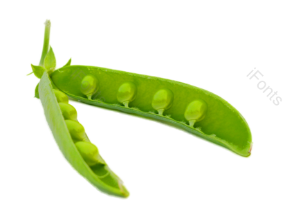 植物 种子 果实 豆荚 剥开 绿色