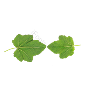 树叶 叶子 落叶 绿色的树叶  植物