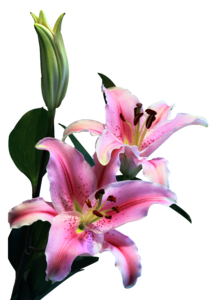 百合 粉白 叶子 花卉 植物 花朵