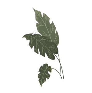 植物 树叶 龟背竹 复古 手绘 PNG免抠素材