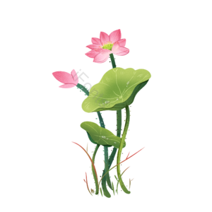 清新 荷花 夏季 植物 手绘 粉色 绿色荷叶 立夏