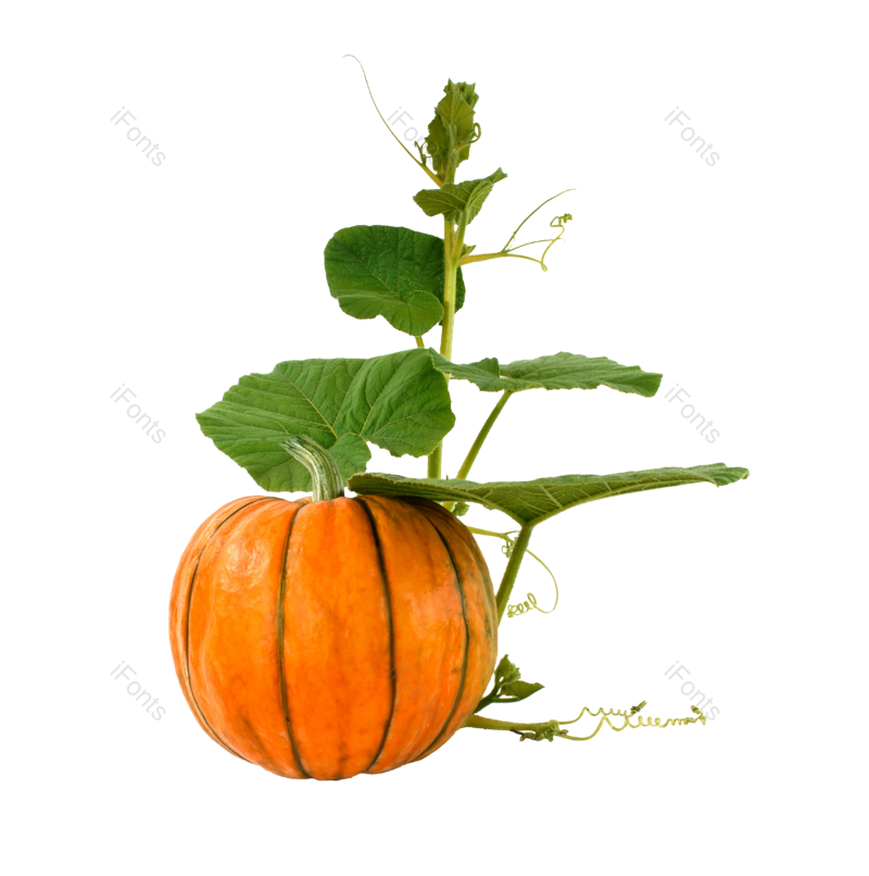 绿叶图片,蔬菜元素,植物PNG,南瓜免抠素材