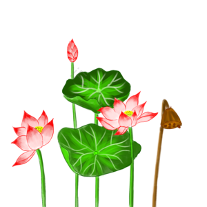 小暑 荷花 荷叶 原创 手绘 唯美 小清新