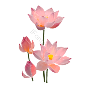 鲜花 插画 粉色 厚涂 装饰 psd