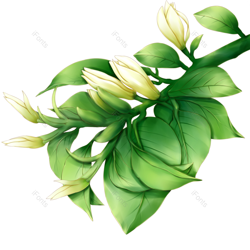 花朵图片,白色元素,绿色PNG,植物免抠素材