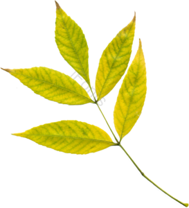 白蜡树 黄色 绿色 渐变 树叶 植物
