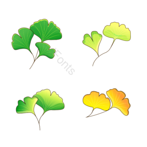 银杏树叶 秋季元素 落叶 植物 秋叶 白果 公孙树