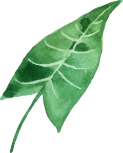 手绘 插画 水彩 风格 绿色 植物树叶
