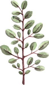 春季 手绘 插画风格 绿色 植物 免扣
