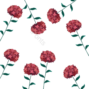  红色绣球花 植物 花卉 手绘 png免抠 绣球花