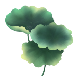 清明雨后荷叶插画绿色系