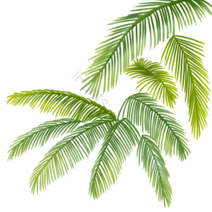 植物 绿色 夏天 叶子 手绘 免抠素材