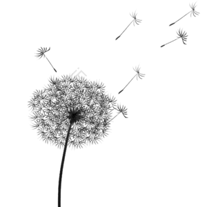 蒲公英 黑色 手绘 蒲公英种子 插画 png免抠