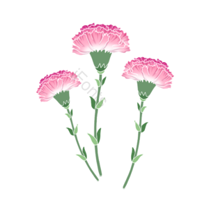 母亲节 粉色 康乃馨 花朵 鲜花 礼物 惊喜 春天