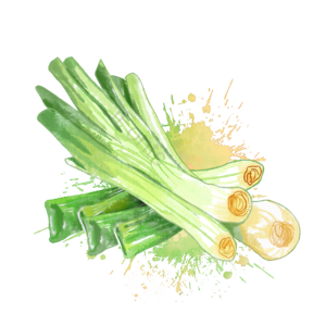 春夏 水彩 葱 炒菜 配料 调味菜 绿色 喷溅