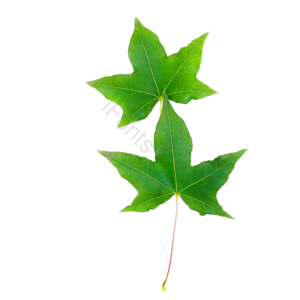 树叶 绿植 叶子 绿色的树叶 树枝 植物