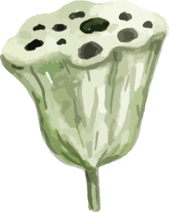 春季 手绘 插画风格 绿色 植物 免扣