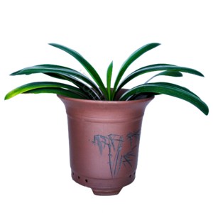 兰花 绿植 盆栽 植物 花 君子兰 花盆