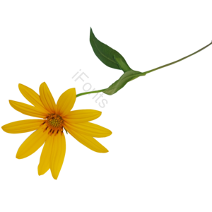 秋季 黄色 小花 小雏菊 太阳花 小清新