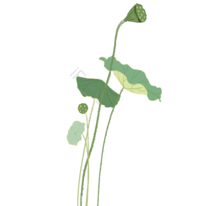 立夏 荷叶 莲蓬 蜡笔风 嫩绿  植物