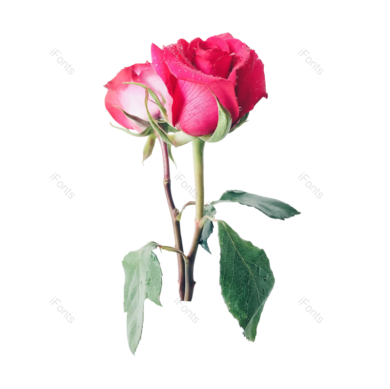 玫瑰花图片,花草元素,绿色PNG,红色免抠素材
