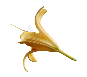 花 堇菜花 黄花 png 实拍 免抠