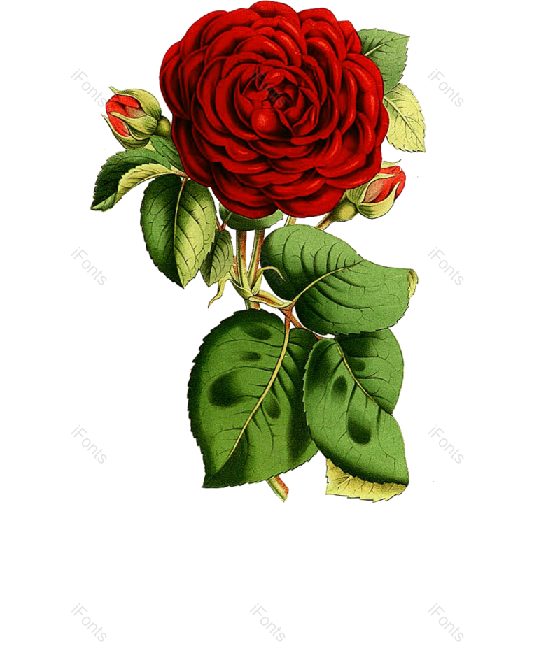 欧式图片,花朵元素,平面PNG,红色免抠素材