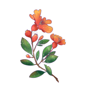 夏至 红色 石榴 石榴花 开花 红色 花朵 绿叶