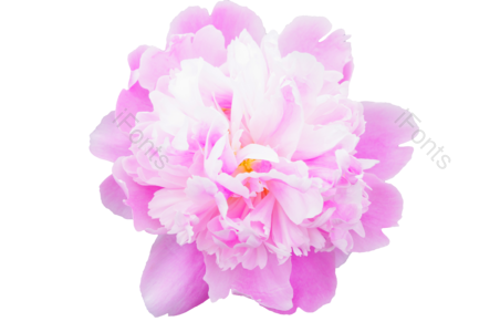 花朵 花卉 植物 花 芍药花 盆景  春天
