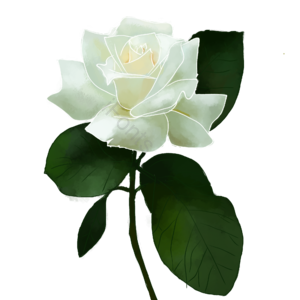 栀子花 白色 插画 春天 装饰 小元素 春季