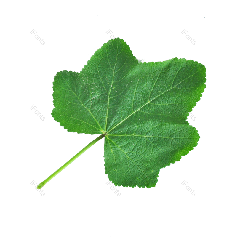 叶子图片,树叶元素,树枝PNG,绿植免抠素材