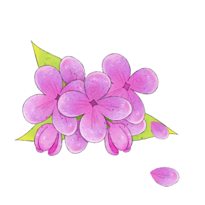 母亲节 表白节 红色 丁香花 绿叶 花瓣 装饰