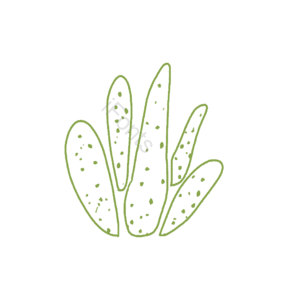 芦荟 绿植  插画 psd png  手绘
