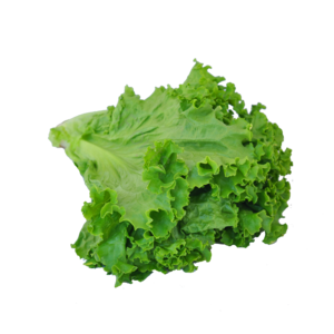 生菜 蔬菜 菜 绿菜 有机蔬菜 营养蔬菜 健康