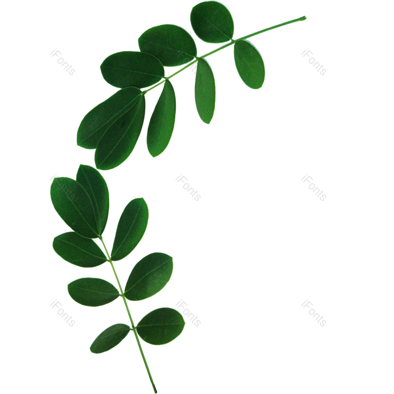 椭圆形图片,小树叶元素,小清新PNG,深绿色免抠素材