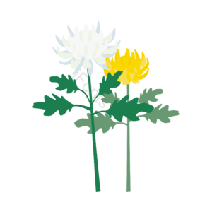 秋天 金色 黄色 飘落 悬浮 树叶 免扣素材 菊花