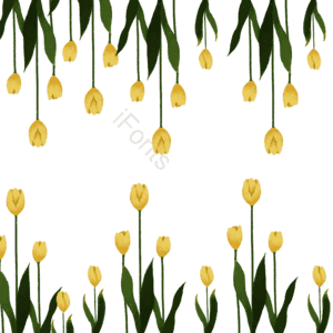 夏 郁金香 黄花 手绘植物 花卉 免抠png