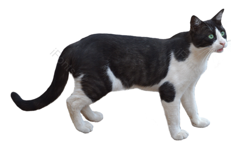 矫健 黑色 白色 动物 猫 尾巴