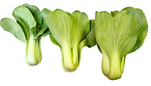 绿色 植物 蔬菜 青菜 有机 菜品 健康