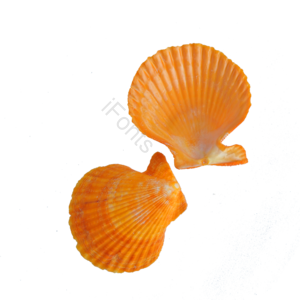贝壳 壳类 海货 海产品 装饰 摆件