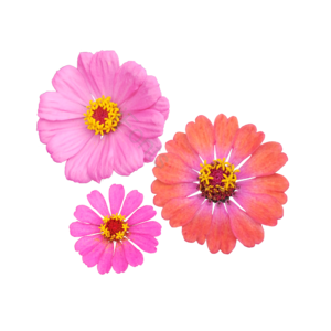 秋季 户外 太阳花 小雏菊 五颜六色 花花