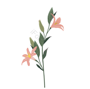 夏日 百合 粉色 植物 花卉 手绘 PNG免抠素材 春天