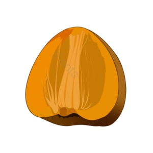 手绘 立秋 秋天 柿子 食物 收获 果实 